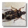 Anthocoris Predatory Bug (adult)