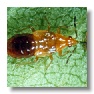 Anthocoris Predatory Bug (immature)