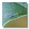 Green Lacewing (adult)
