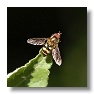 Syrphid Fly (adult)