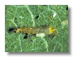 Immature Pnigalio feeding on a WTL larva
