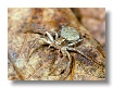 Crab Spider (1)