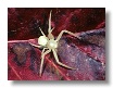 Crab Spider (2)