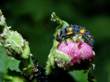 ladybug larva
