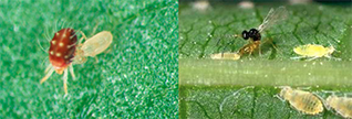 spider mite and aphid NEs
