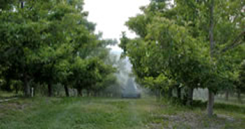 orchard sprayer