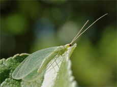 green lacewing