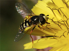 syrphid fly