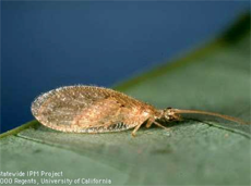 brown lacewing