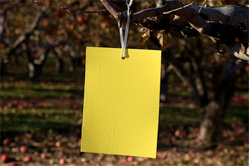 yellow sticky card trap